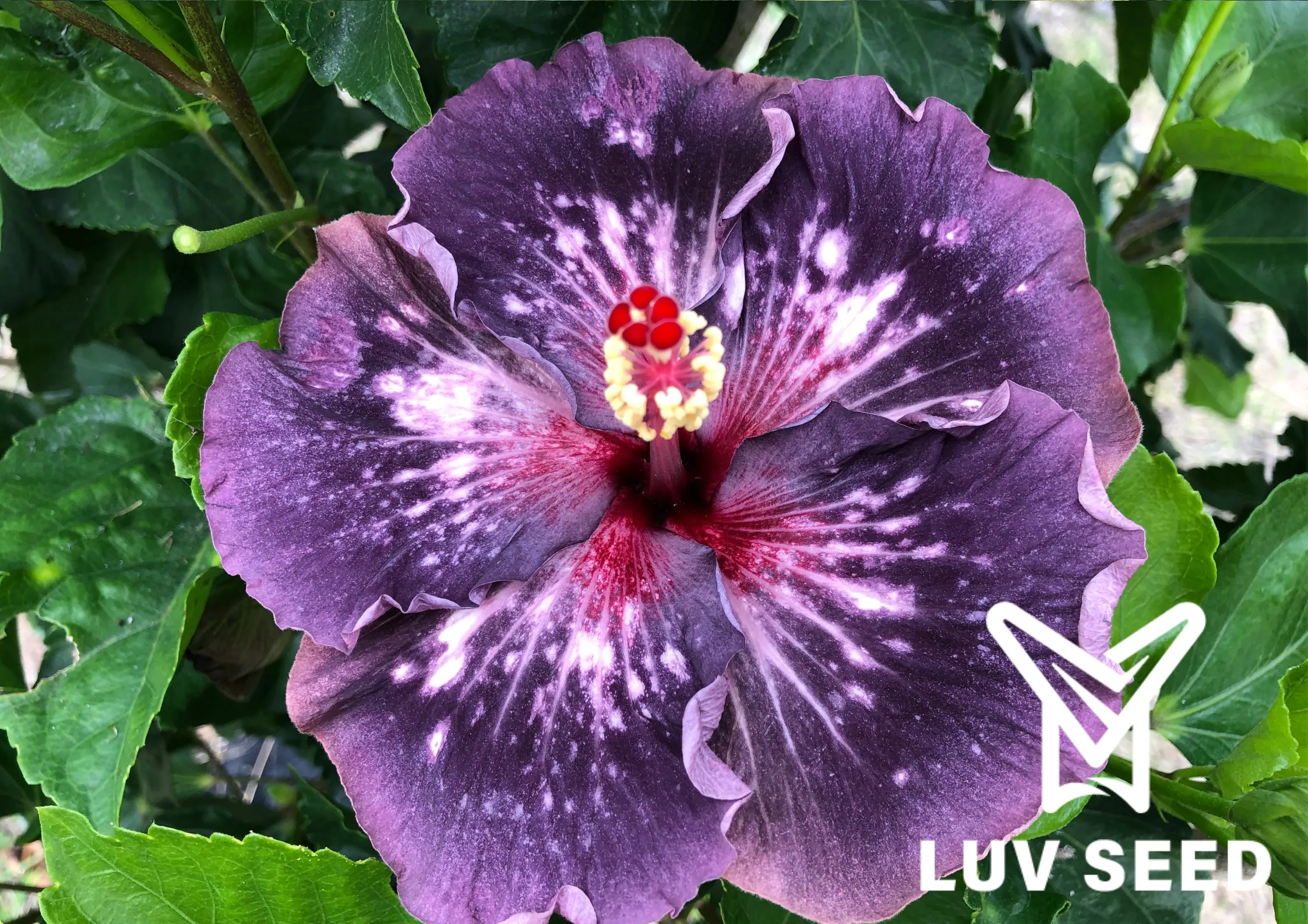 樂芙安格爾 Luv Ingres
