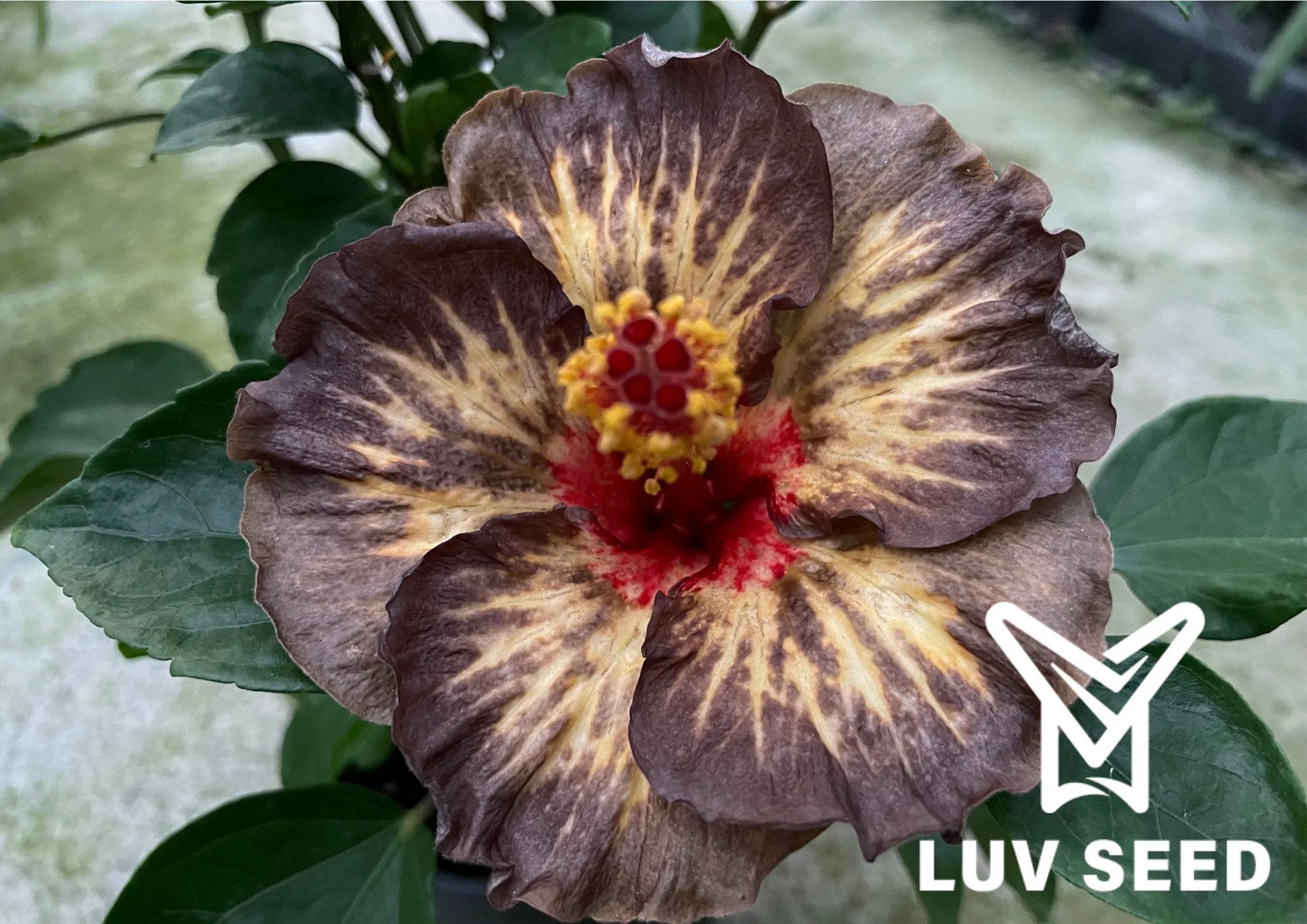 樂芙黑武士 Luv Black samurai