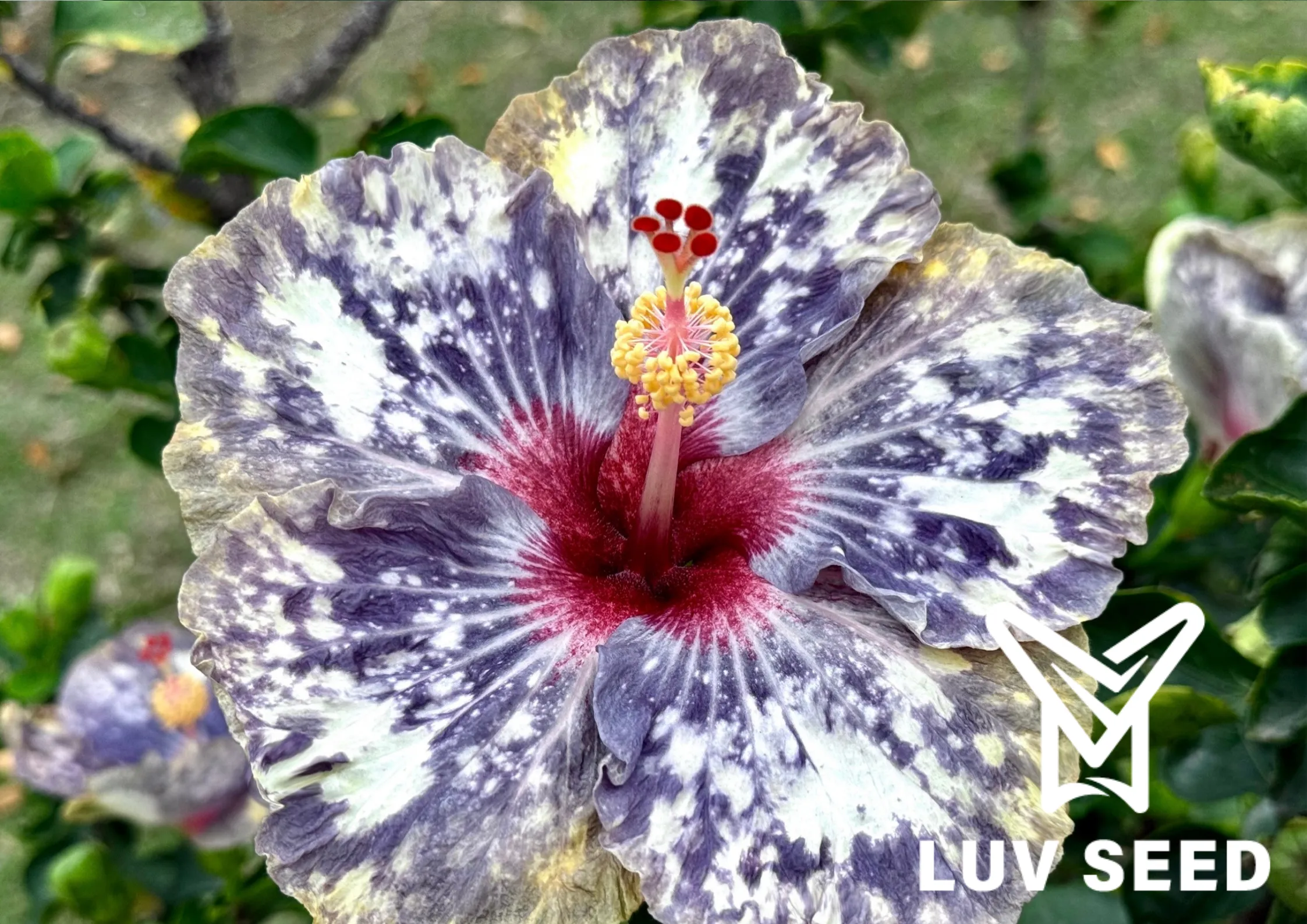 No.2524 樂芙熱帶極光 Luv Tropical Aurora