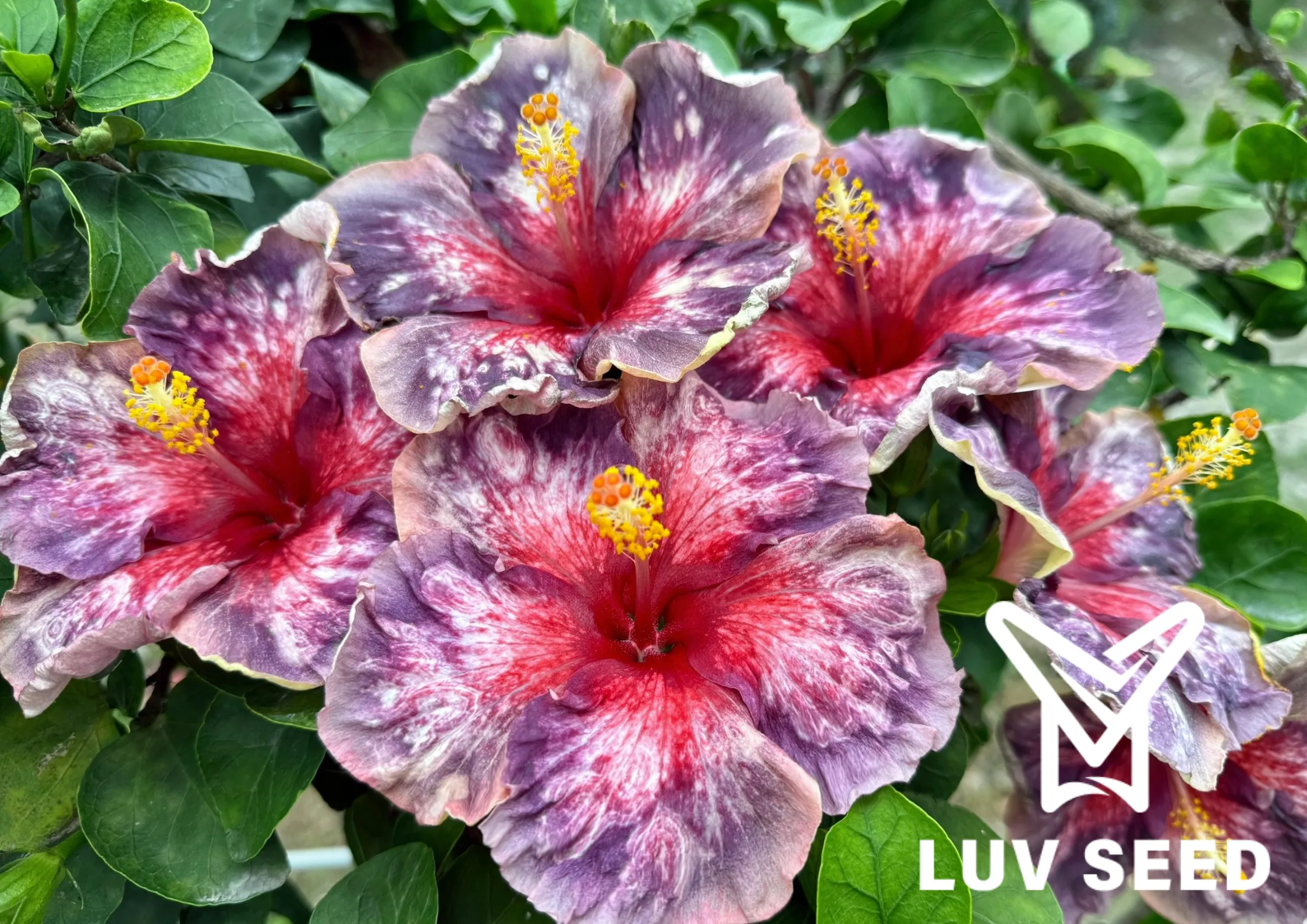 樂芙天賜良緣 Luv Blessed Union