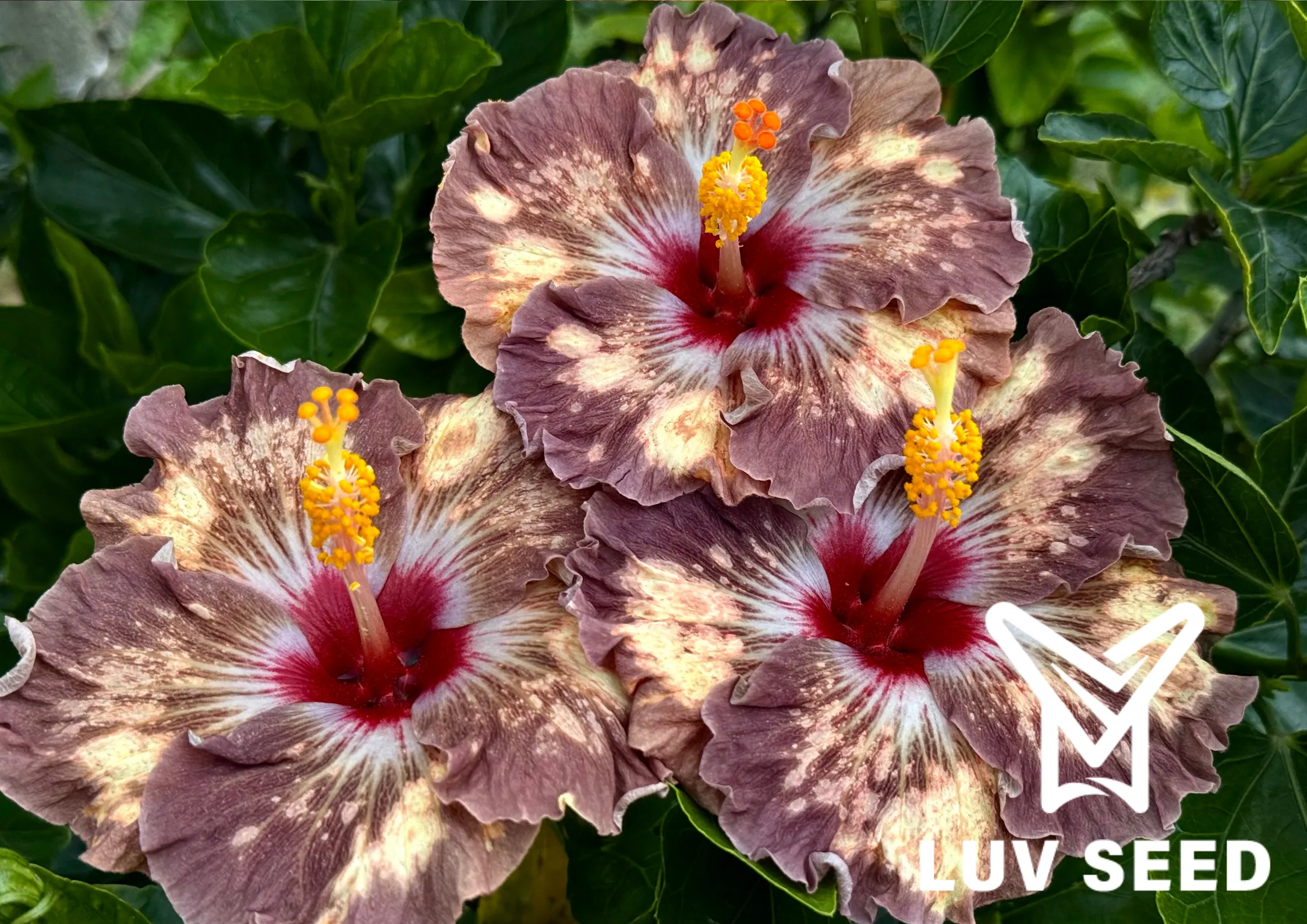 樂芙他方之境 Luv The Other Side