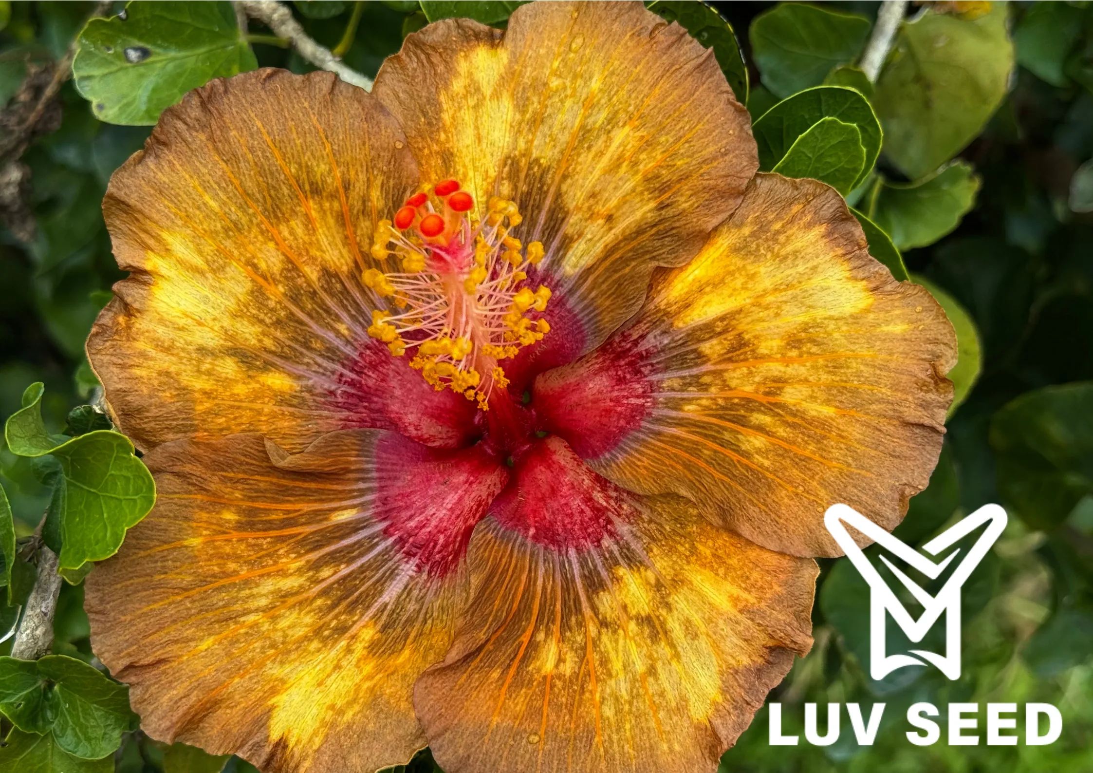 No.2504 樂芙黃昏秘境 Luv Dusky Wonderland