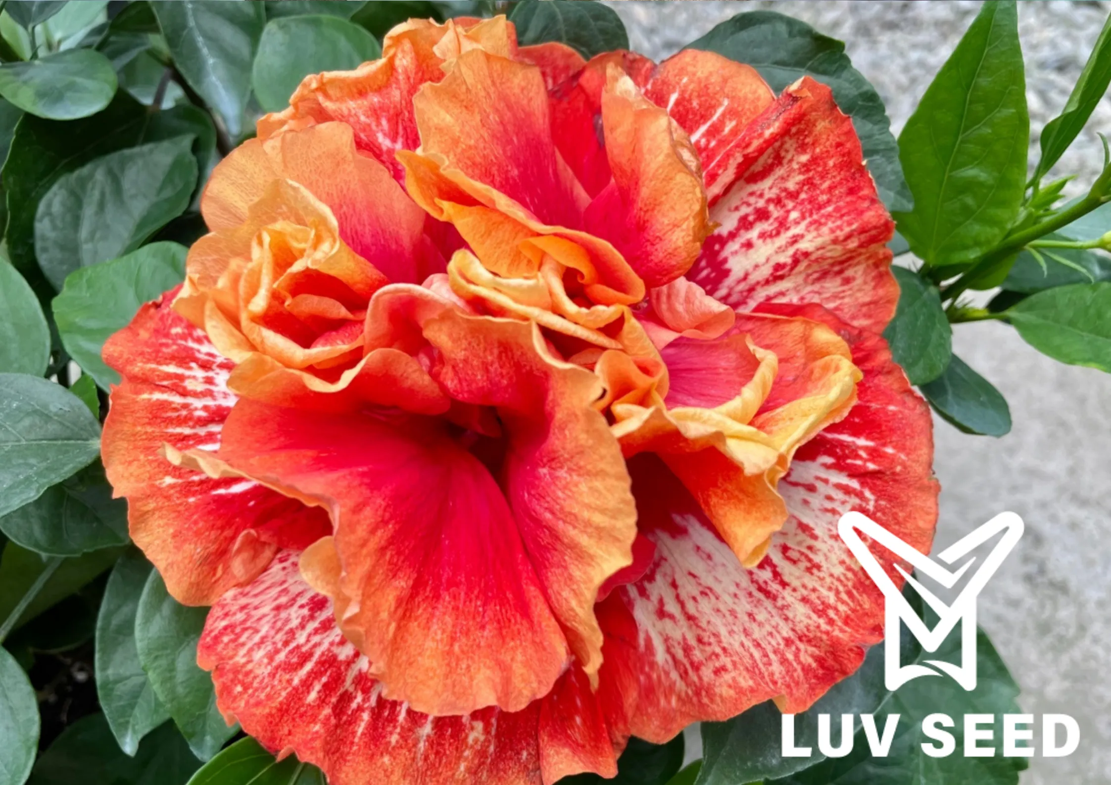 No.16-8 Luv Endless Passion 樂芙無盡熱情