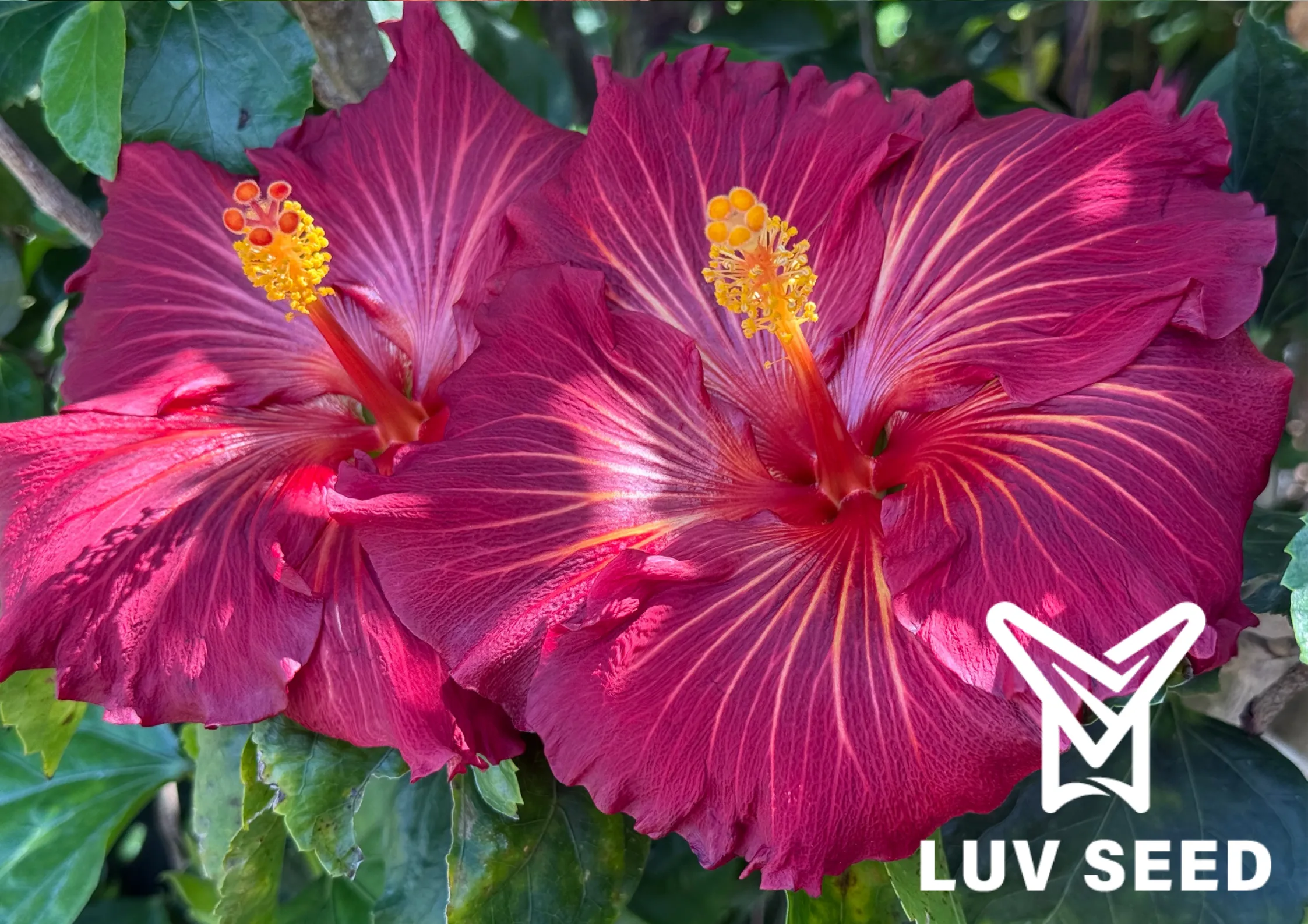 樂芙鳳凰花園 Luv Phoenix Garden