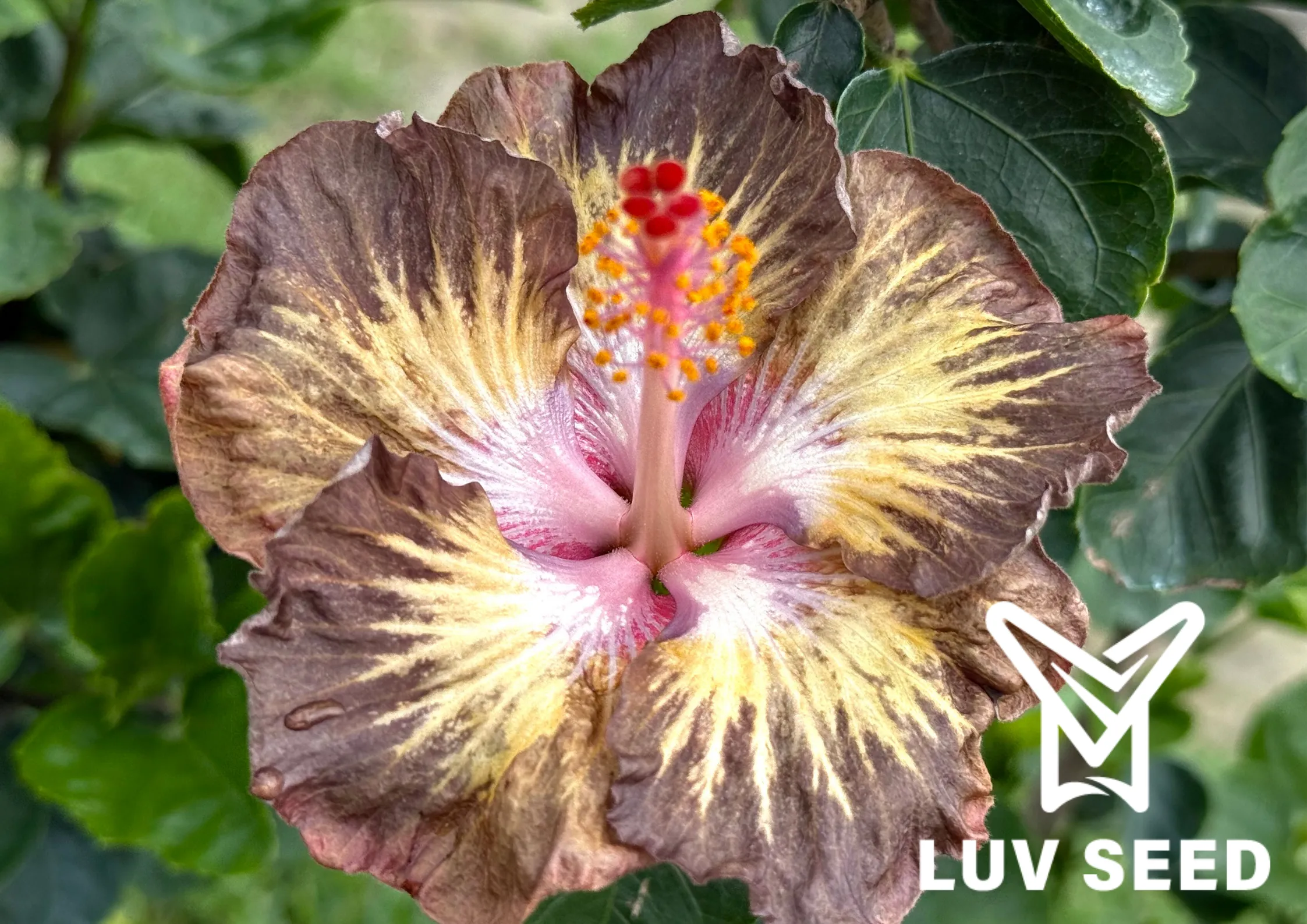 樂芙烏托邦 Luv Utopia