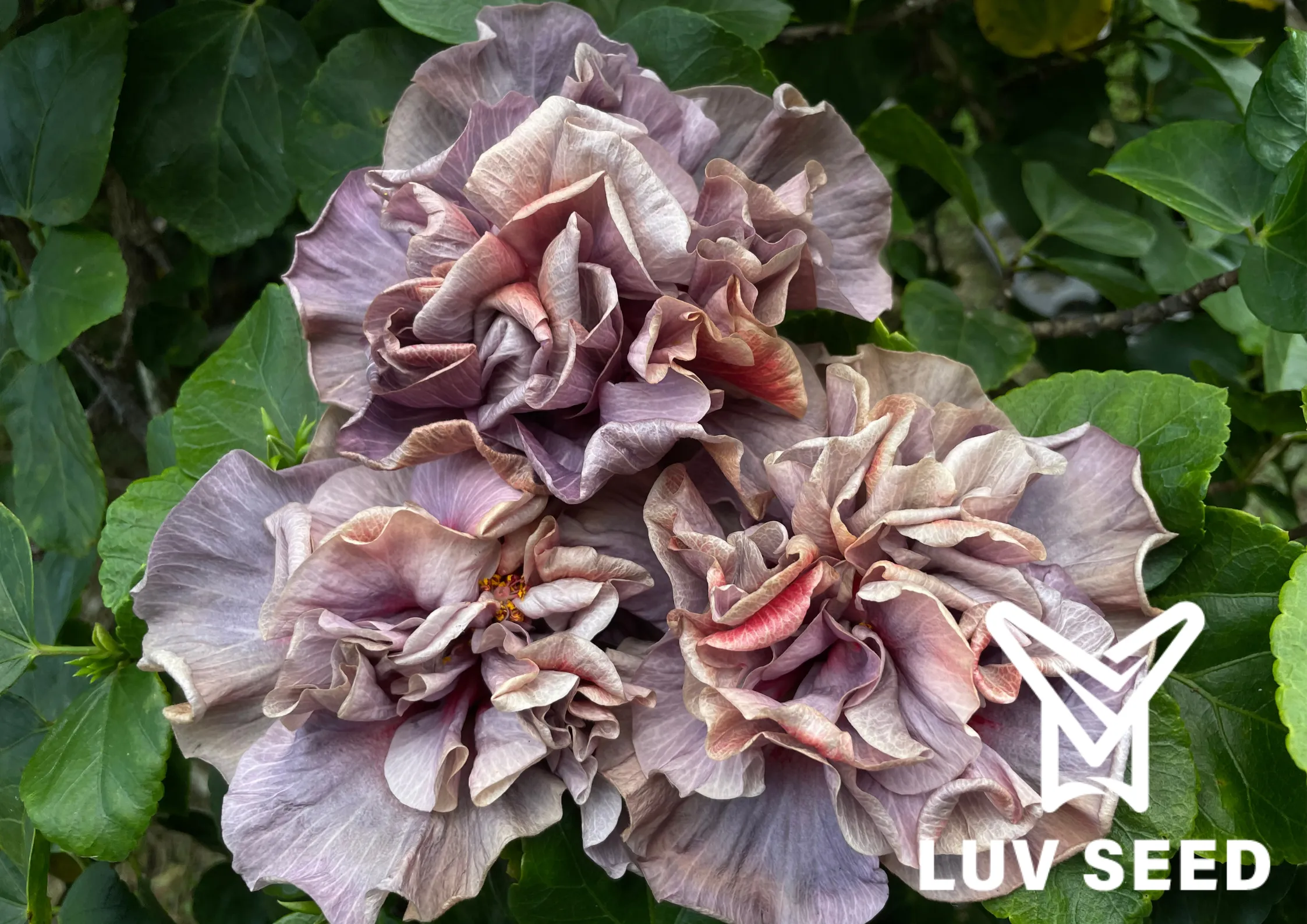 樂芙胸花的意義 Luv The meaning of corsage