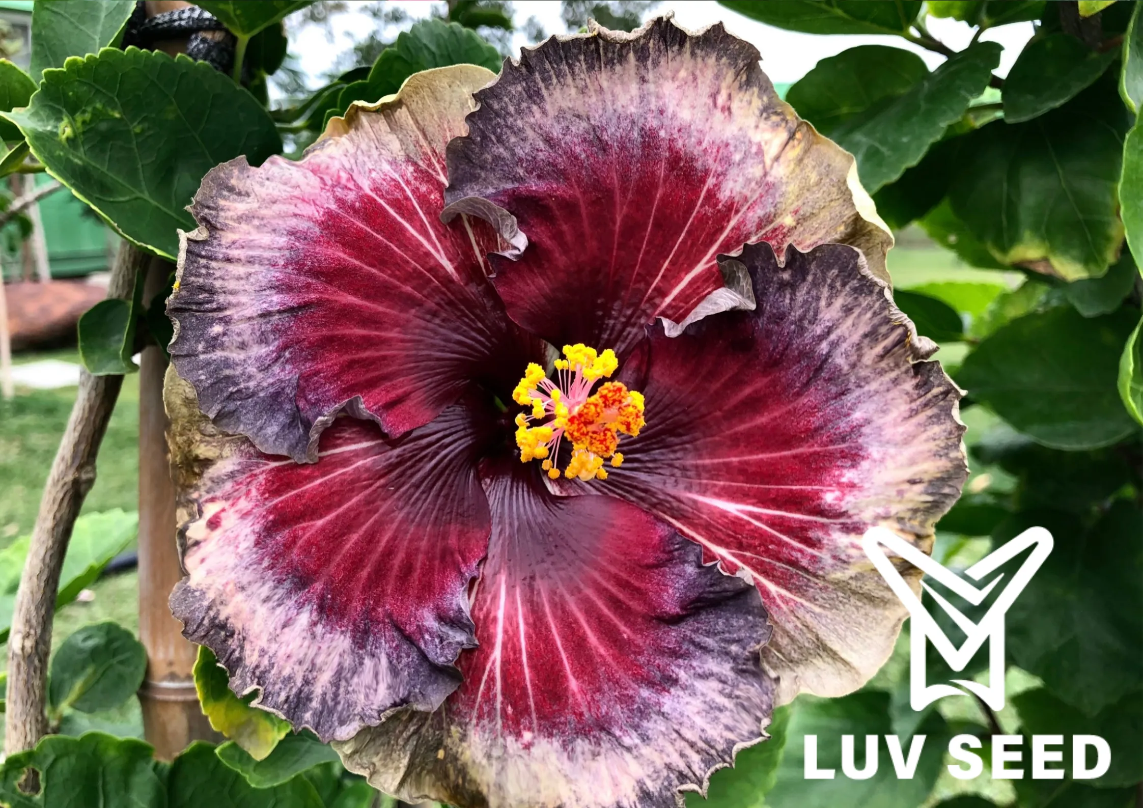 樂芙佛羅倫斯 Luv Florence