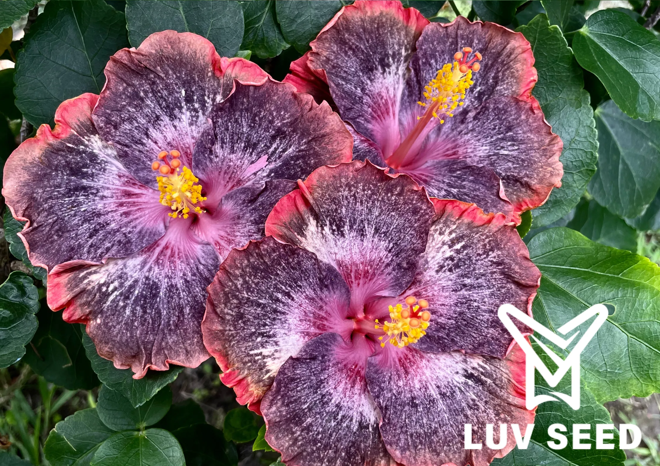 樂芙王者榮耀 Luv Honor of Kings
