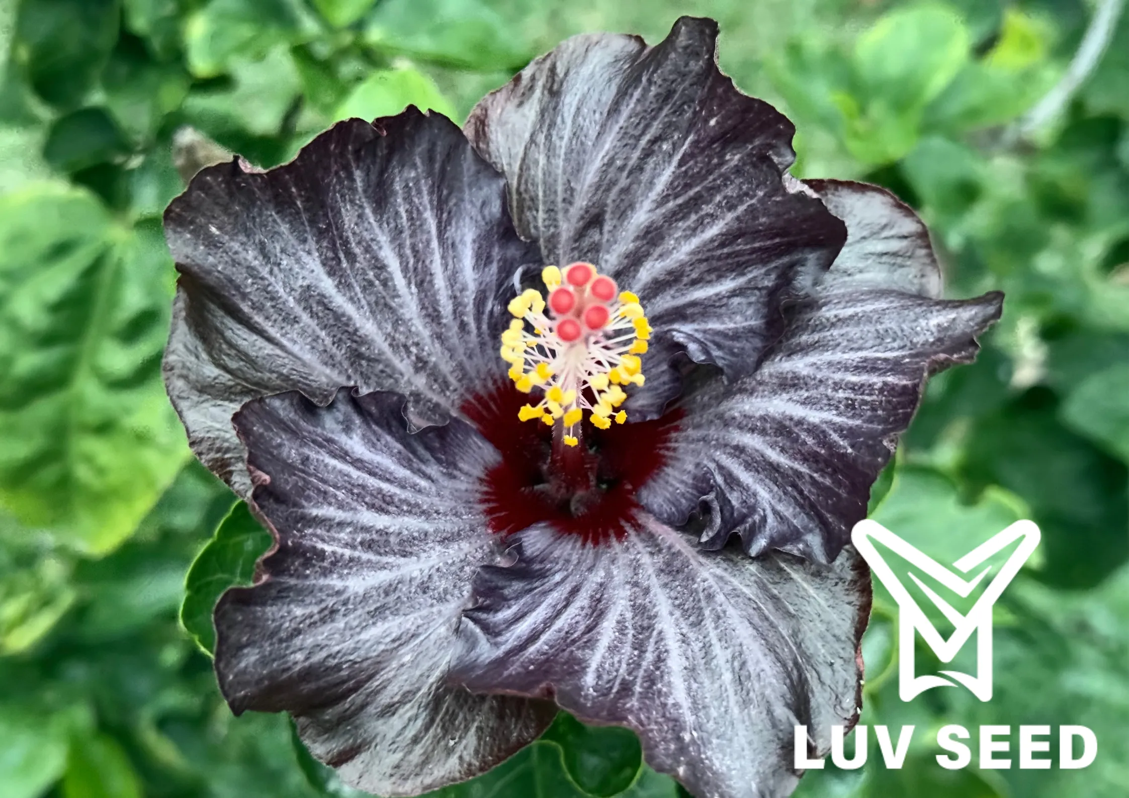 樂芙黑天鵝 Luv Black Swan