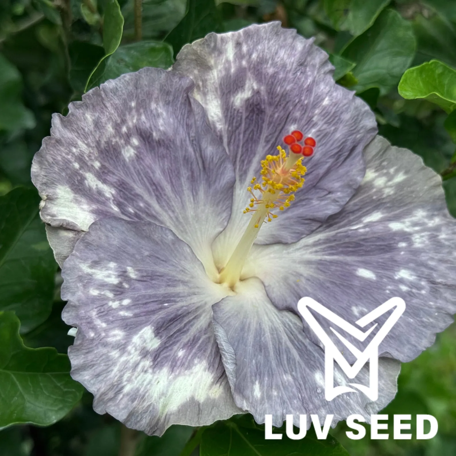 樂芙彼得的生日 Luv Peter's Birthday