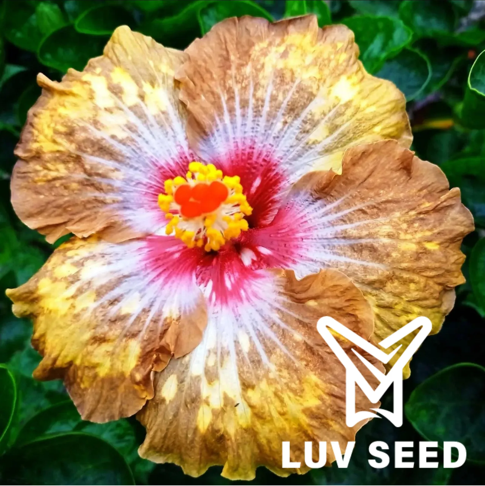 No.2537 樂芙流金歲月 Luv Golden Years