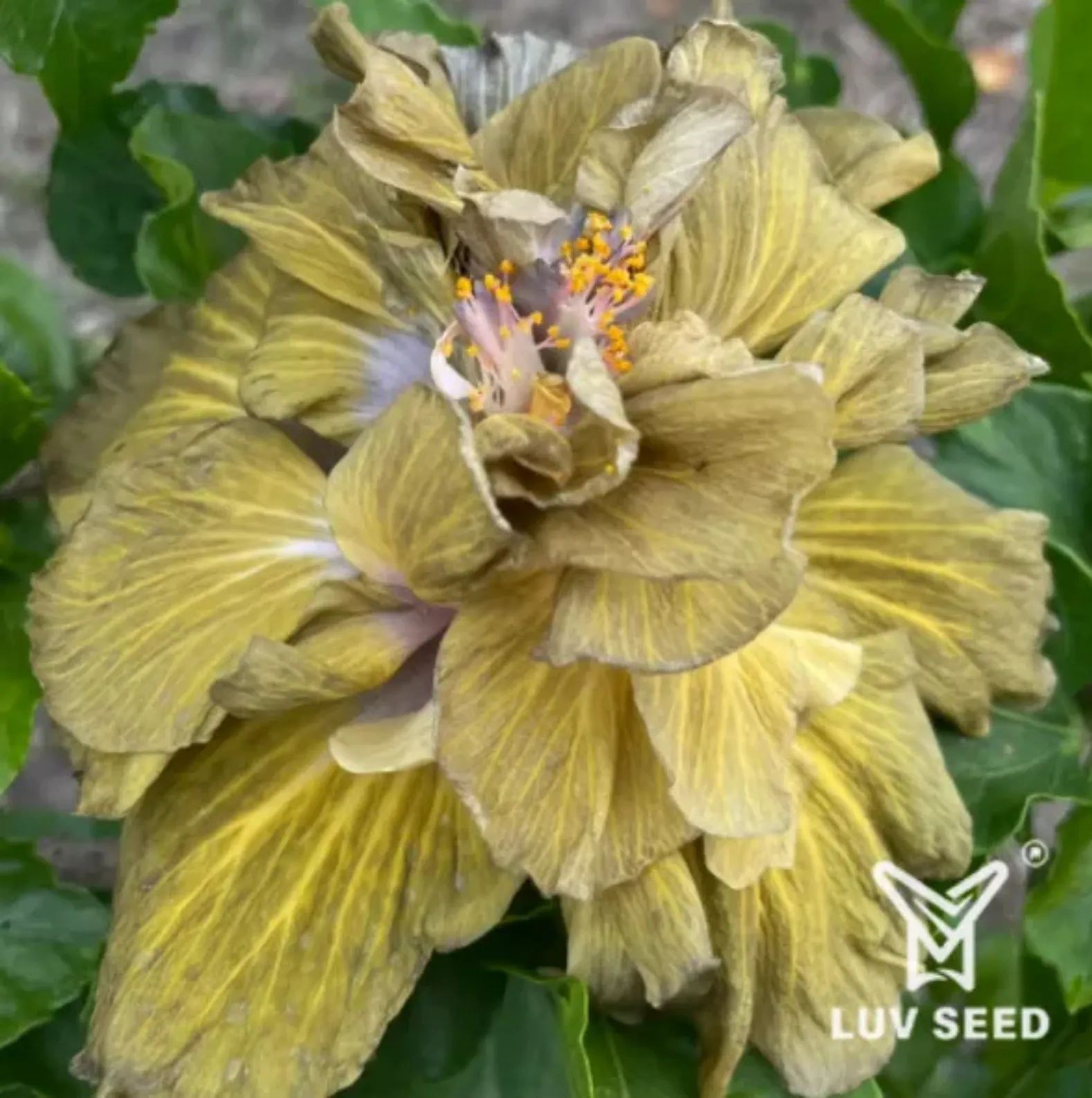 樂芙金色旋風 Luv Golden whirlwind