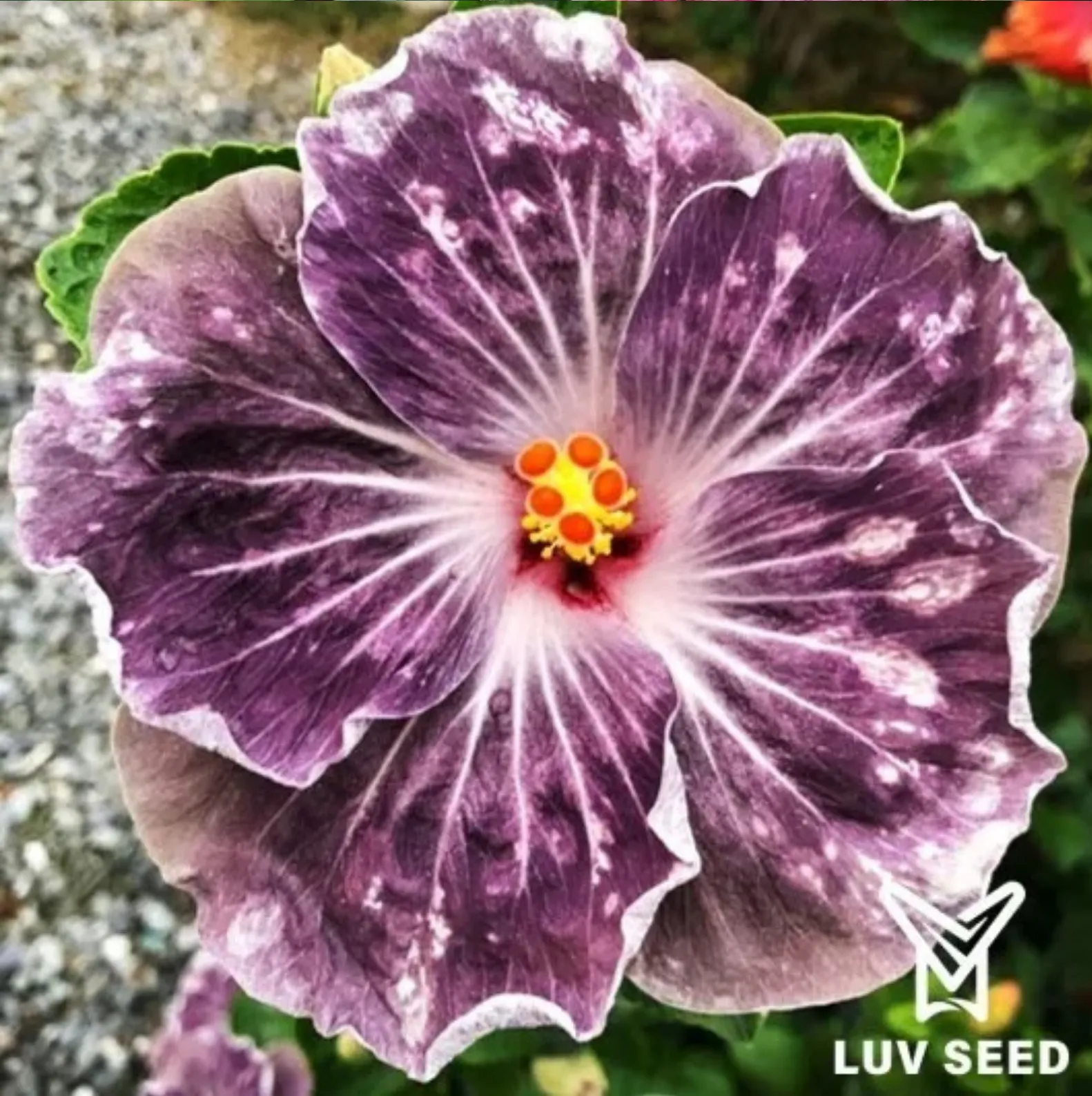樂芙風車旋律 Luv Windmill Melody