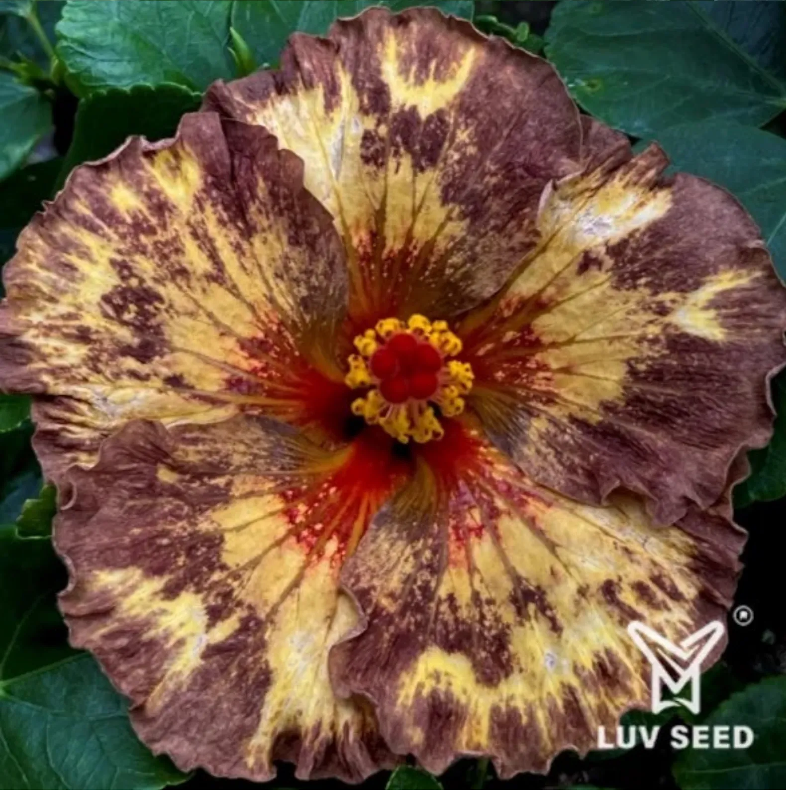 樂芙尼俄伯 Luv Nieber