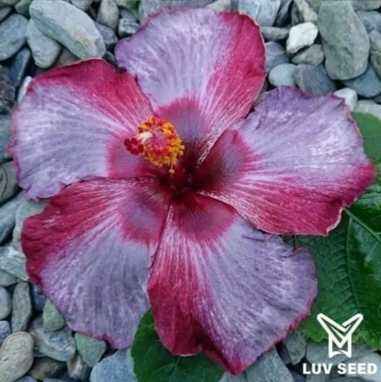 樂芙紫嫣 Luv Purple Yan