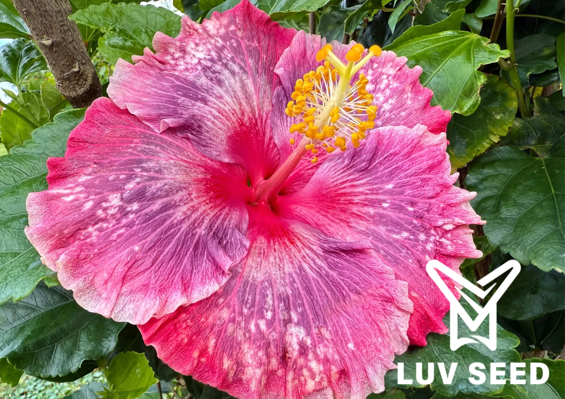 No.2509 樂芙湖中之月