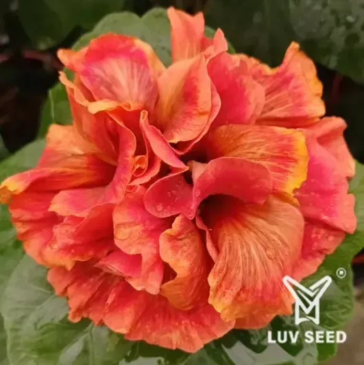 YEG 樂芙 耶加雪菲(咖啡色重瓣) Luv Yegachefi