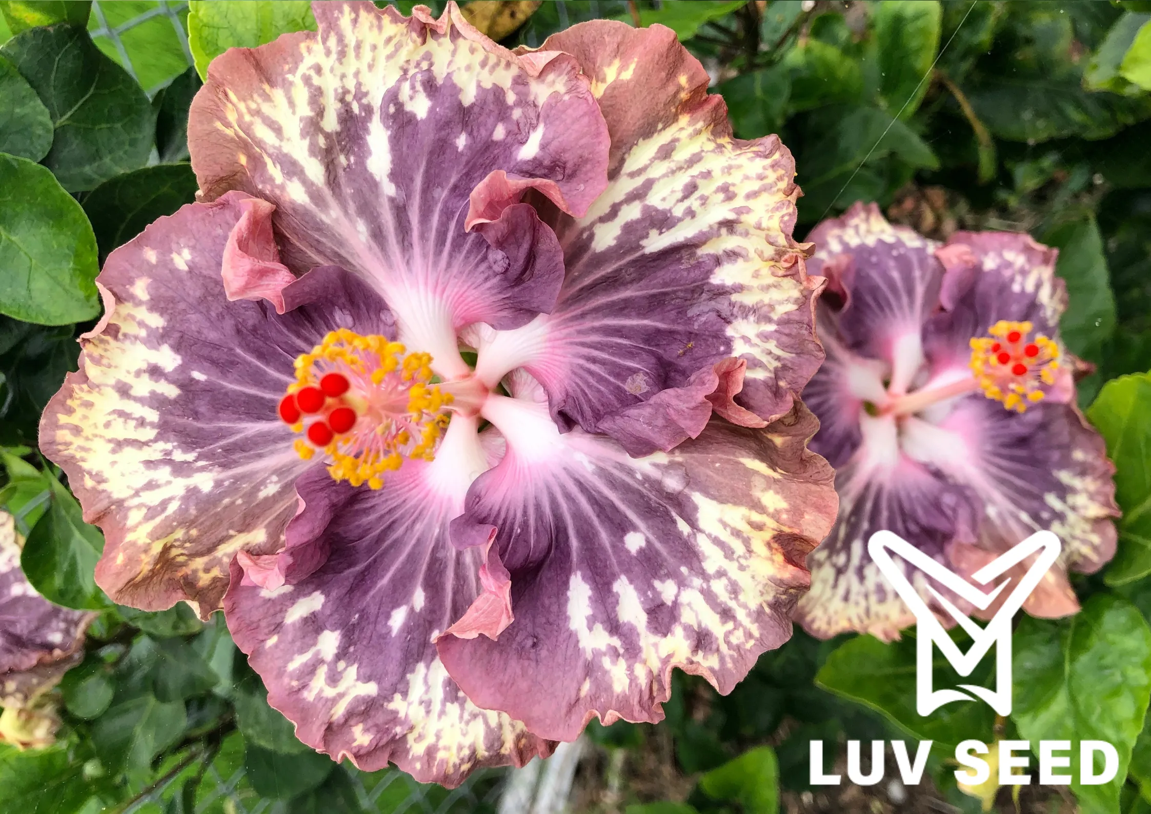樂芙銀河之歌