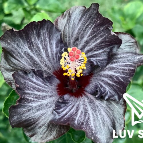 樂芙黑天鵝 Luv Black Swan