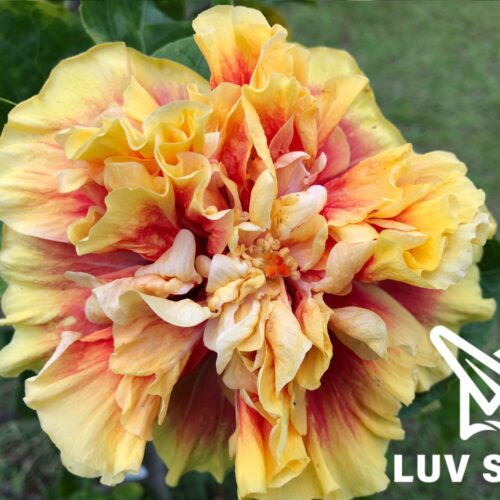 樂芙四海遊龍 Luv The Dragon of the Four Seas