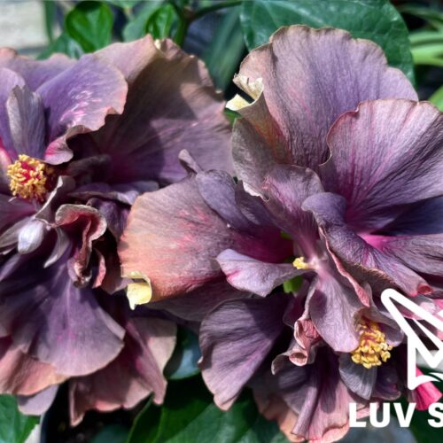 樂芙黛絲絨 Luv Daisy Velvet