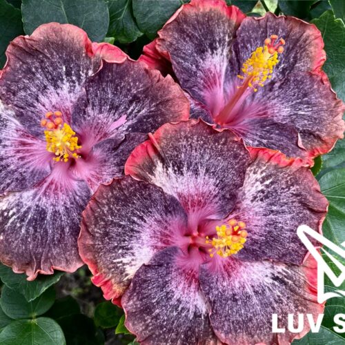 樂芙王者榮耀 Luv Honor of Kings