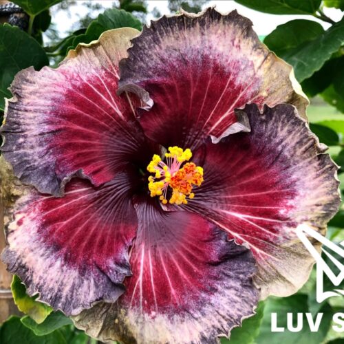 樂芙佛羅倫斯 Luv Florence