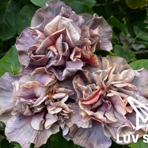 樂芙胸花的意義 Luv The meaning of corsage