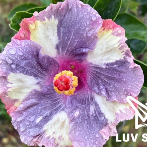 樂芙天使旋律 Luv Angel Melody