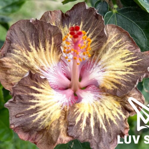 樂芙烏托邦 Luv Utopia