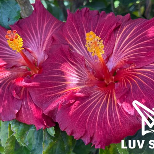 樂芙鳳凰花園 Luv Phoenix Garden