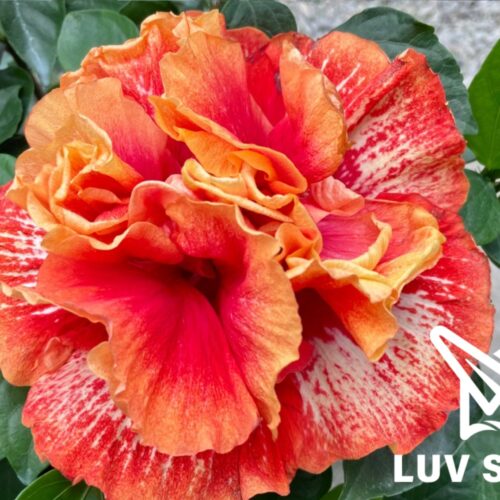 No.16-8 Luv Endless Passion 樂芙無盡熱情