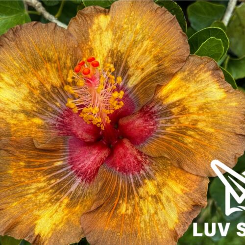No.2504 樂芙黃昏秘境 Luv Dusky Wonderland