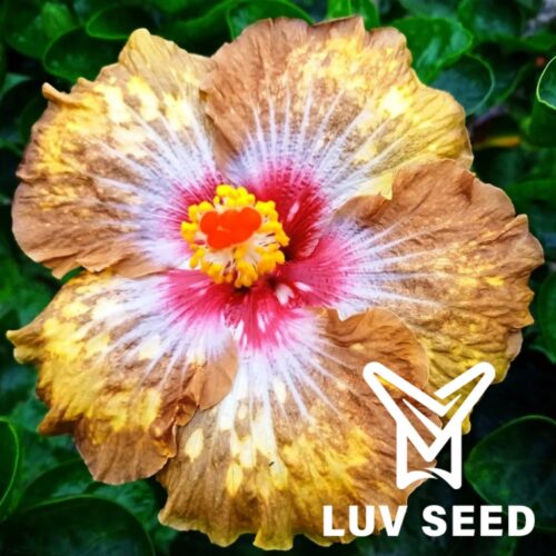 No.2537 樂芙流金歲月 Luv Golden Years