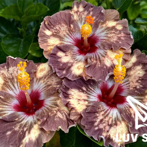 樂芙他方之境 Luv The Other Side