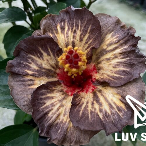 樂芙黑武士 Luv Black samurai