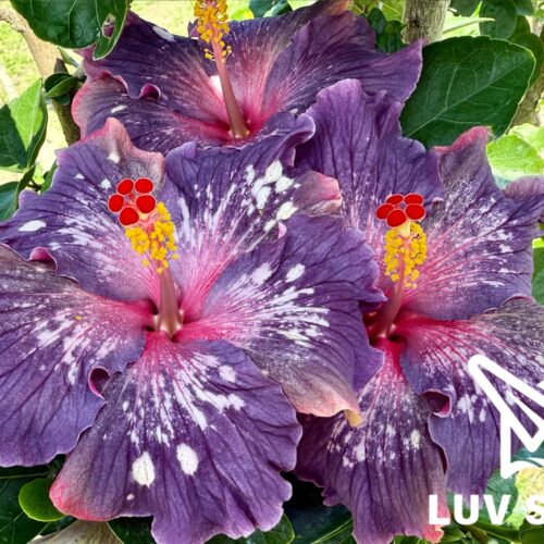 No.2534 樂芙杜若牡丹 Luv Duruo peony
